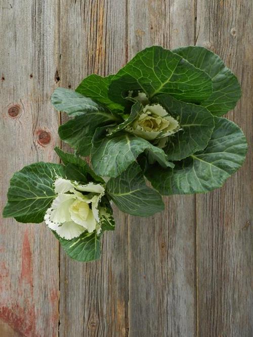 WHITE KALE